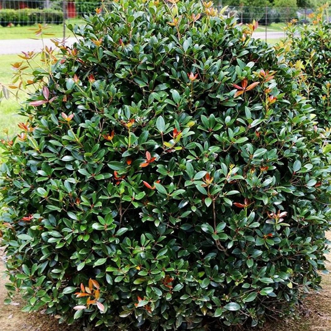Cleyera japonica ~ Japanese Cleyera-ServeScape