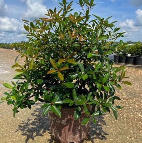 Ternstroemia gymnanthera 'Contherann' ~ LeAnn™ Cleyera-ServeScape