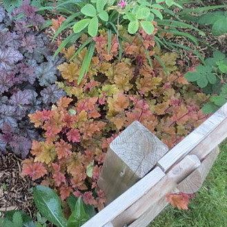 Heuchera 'Carnival Peach Parfait' ~ Carnival Peach Parfait Coral Bells-ServeScape