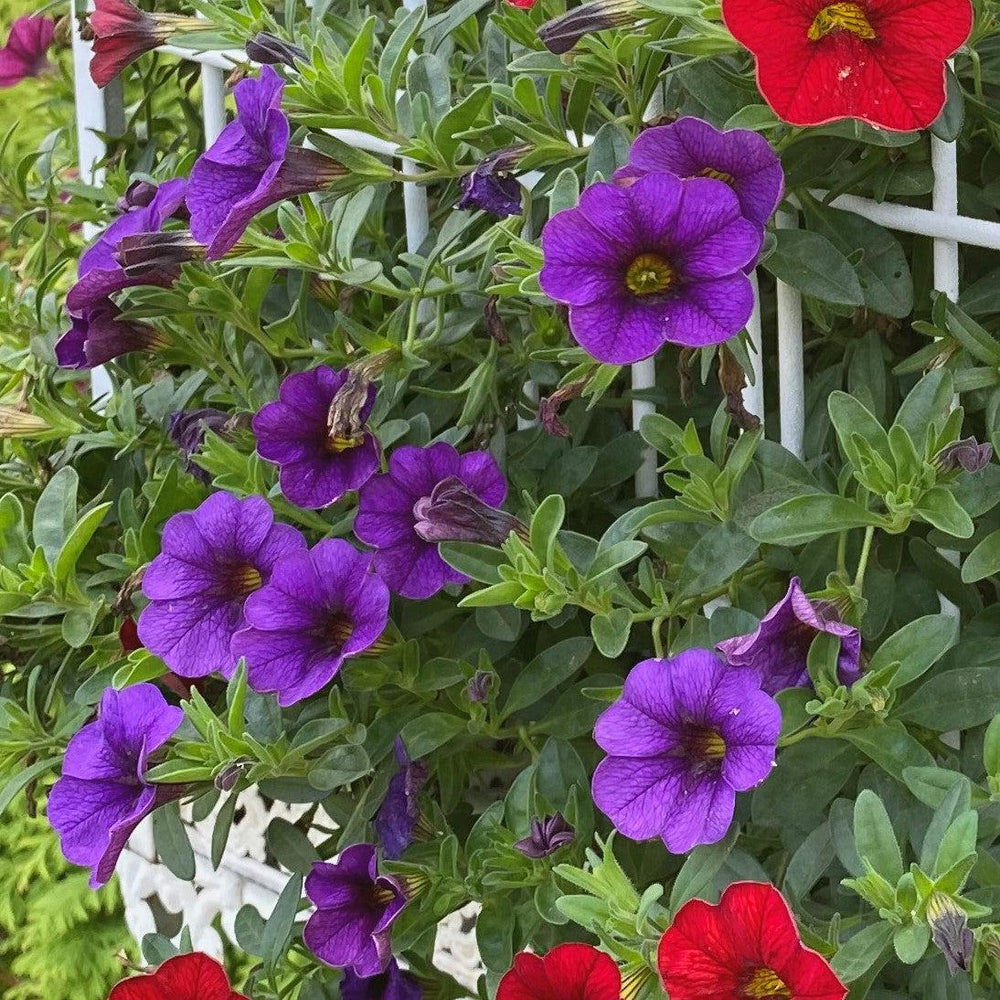 Calibrachoa 'Wescain' ~ Calitastic® Indigo Calibrachoa-ServeScape