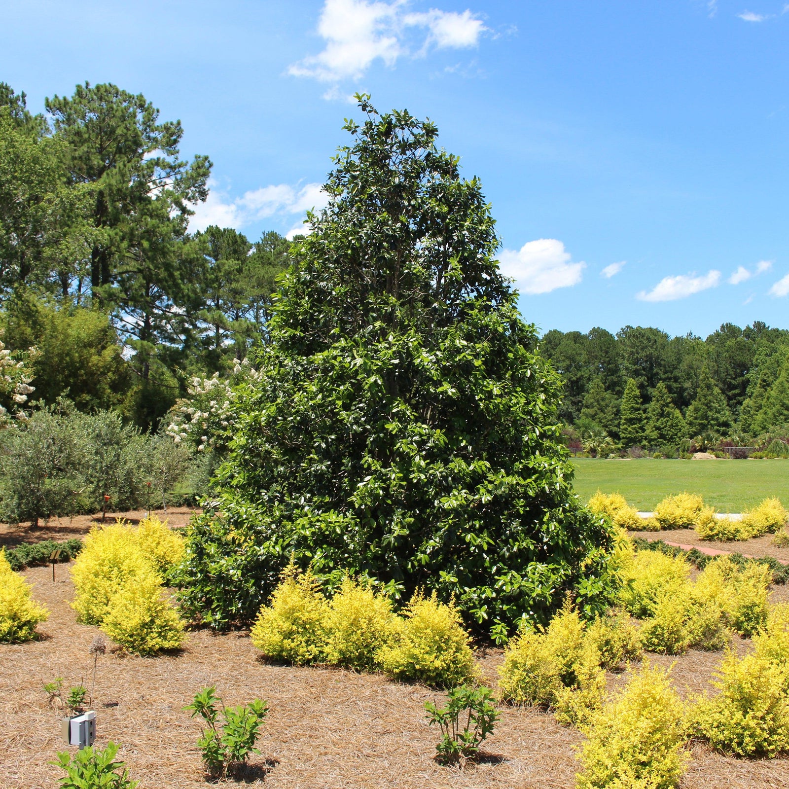 Ilex 'Emily Bruner' ~ Emily Bruner Holly-ServeScape
