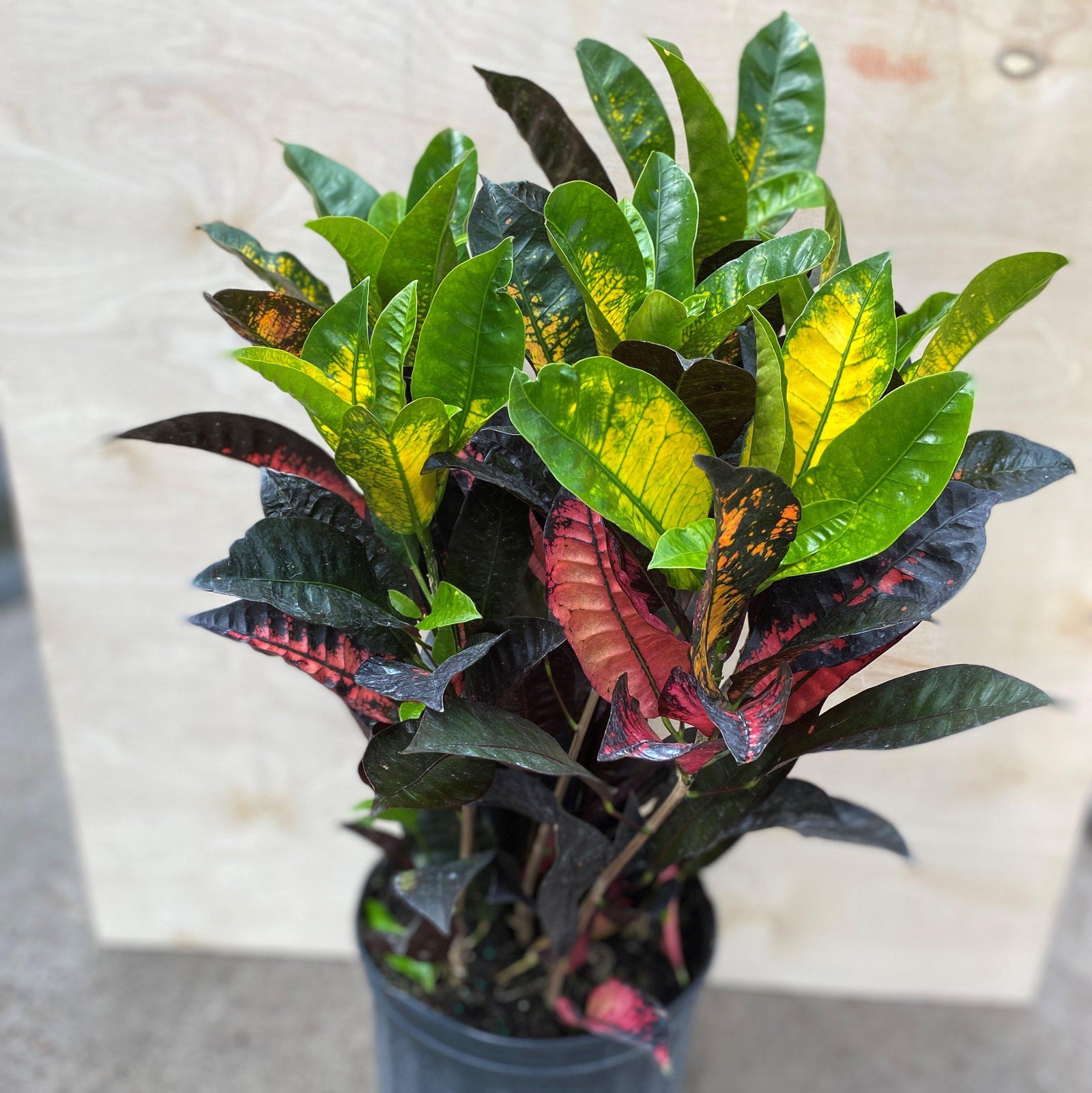Codiaeum variegatum ~ Croton-ServeScape