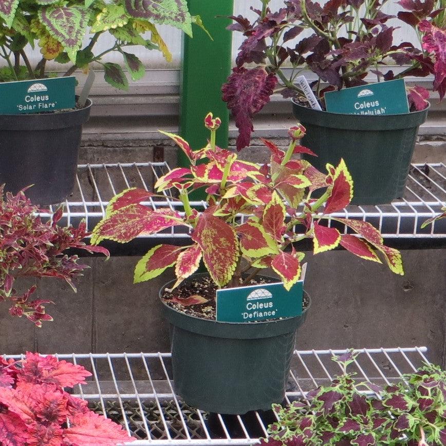 Solenostemon scutellarioides ‘Defiance’ ~ Defiance Coleus-ServeScape