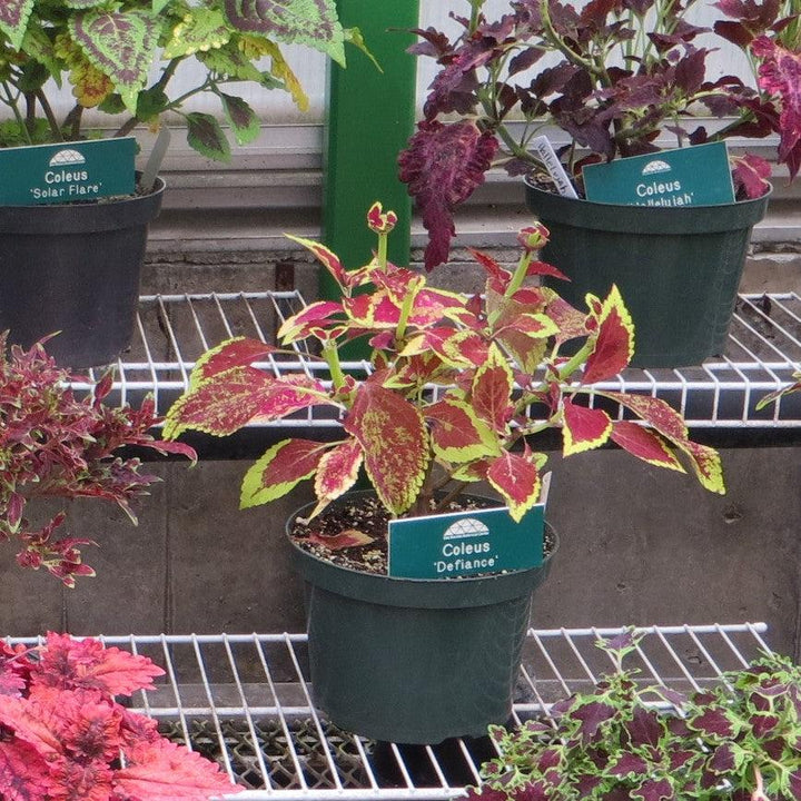 Solenostemon scutellarioides ‘Defiance’ ~ Defiance Coleus-ServeScape