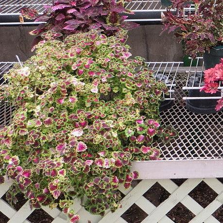 Solenostemon scutellarioides 'Trailing Monarch’ ~ Stained Glassworks™ Trailing Monarch Coleus-ServeScape