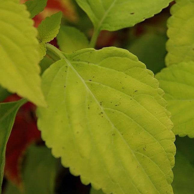 Solenostemon scutellarioides 'Lifelime’ ~ Lifelime Coleus-ServeScape