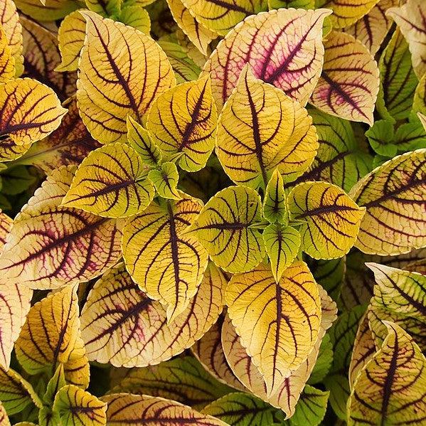 Solenostemon scutellarioides ‘Gays Delight’ ~ Gays Delight Coleus-ServeScape