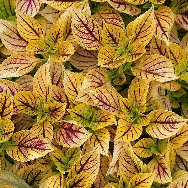 Solenostemon scutellarioides ‘Gays Delight’ ~ Gays Delight Coleus-ServeScape