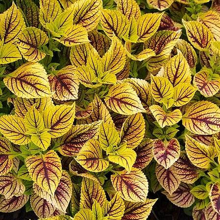Solenostemon scutellarioides ‘Gays Delight’ ~ Gays Delight Coleus-ServeScape