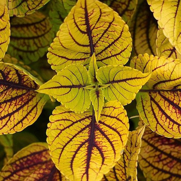 Solenostemon scutellarioides ‘Gays Delight’ ~ Gays Delight Coleus-ServeScape