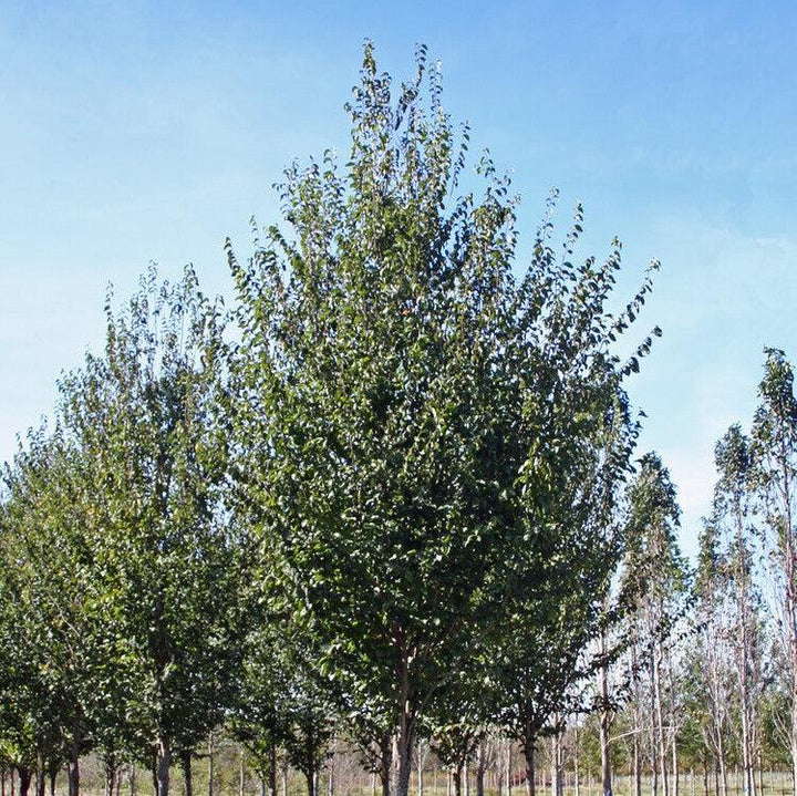 Carpinus caroliniana ’CCMTF1’ ~ Collynair® American Hornbeam-ServeScape