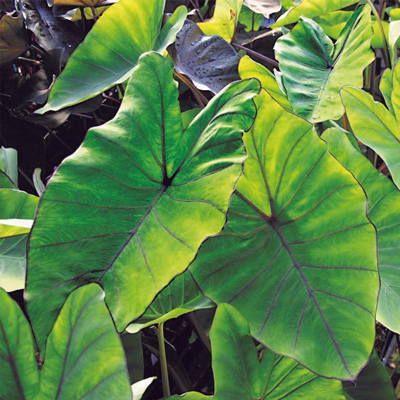 Colocasia esculenta 'BLue Hawaii' ~ Royal Hawaiian® Blue Hawaii Elephant Ear-ServeScape