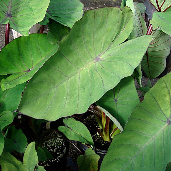 Colocasia esculenta 'BLue Hawaii' ~ Royal Hawaiian® Blue Hawaii Elephant Ear-ServeScape