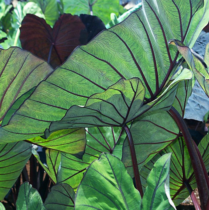 Colocasia esculenta 'BLue Hawaii' ~ Royal Hawaiian® Blue Hawaii Elephant Ear-ServeScape