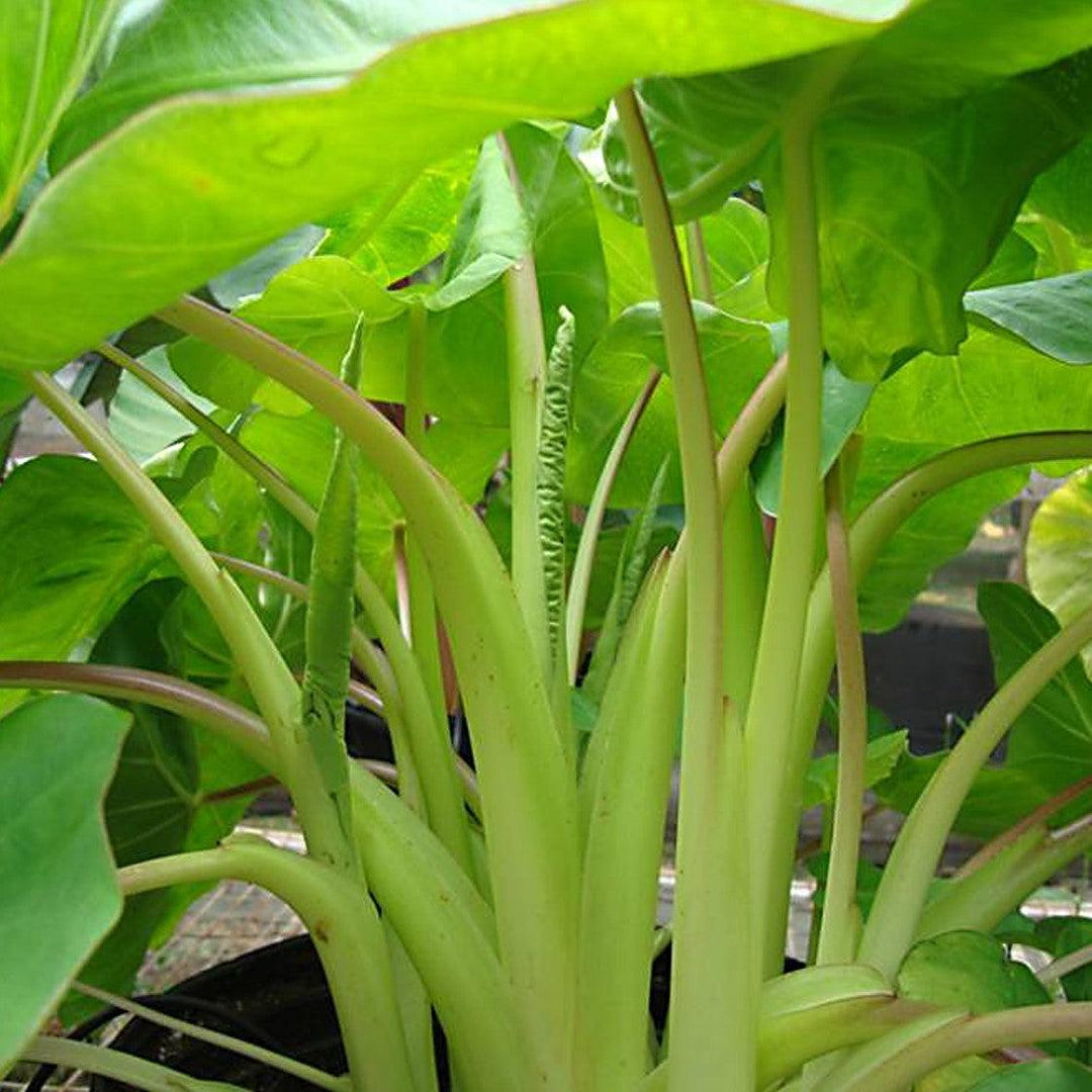 Colocasia esculenta 'Maui Gold' ~ Royal Hawaiian® Maui Gold Elephant Ear-ServeScape