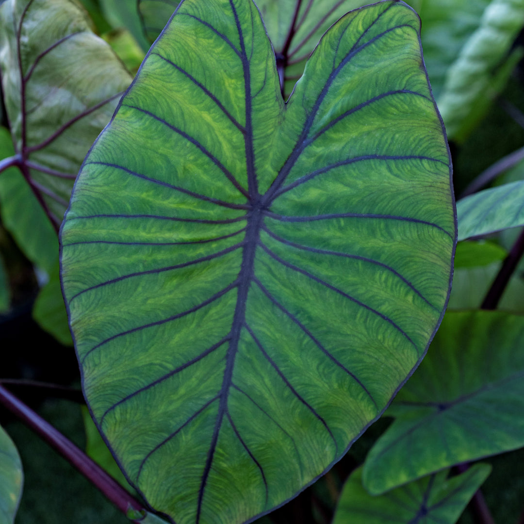 Colocasia esculenta 'BLue Hawaii' ~ Royal Hawaiian® Blue Hawaii Elephant Ear-ServeScape