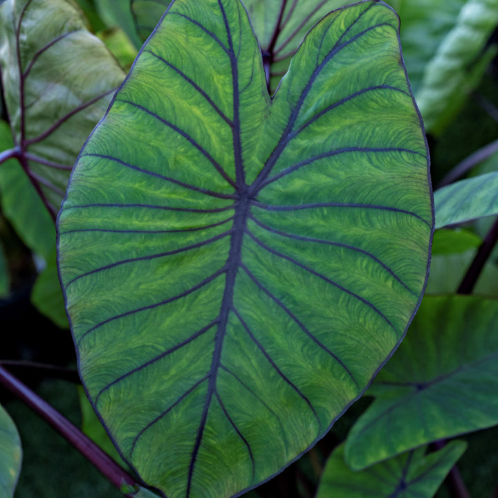 Colocasia esculenta 'BLue Hawaii' ~ Royal Hawaiian® Blue Hawaii Elephant Ear-ServeScape
