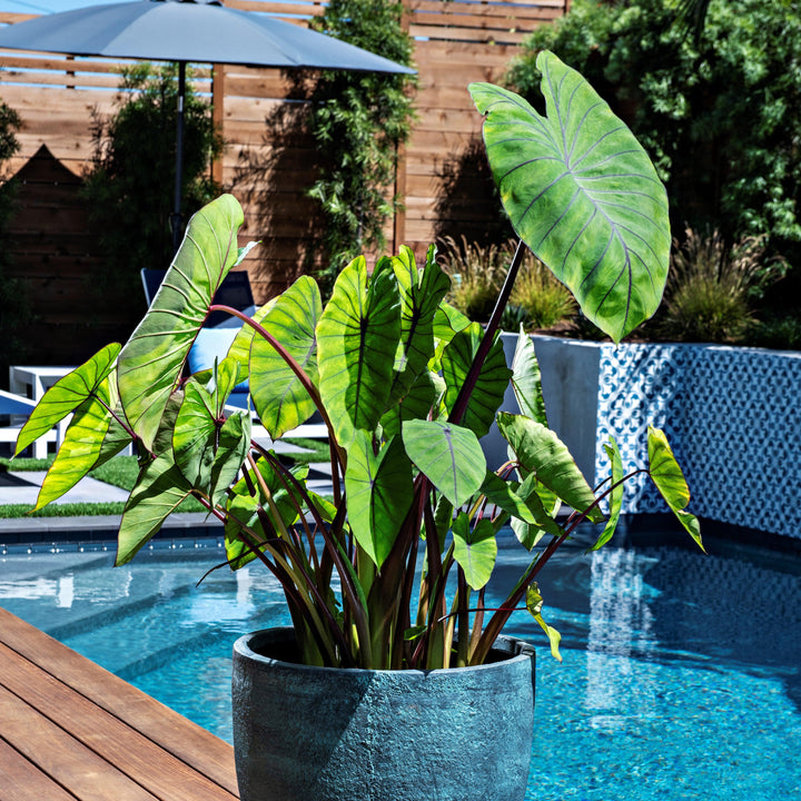 Colocasia esculenta 'BLue Hawaii' ~ Royal Hawaiian® Blue Hawaii Elephant Ear-ServeScape