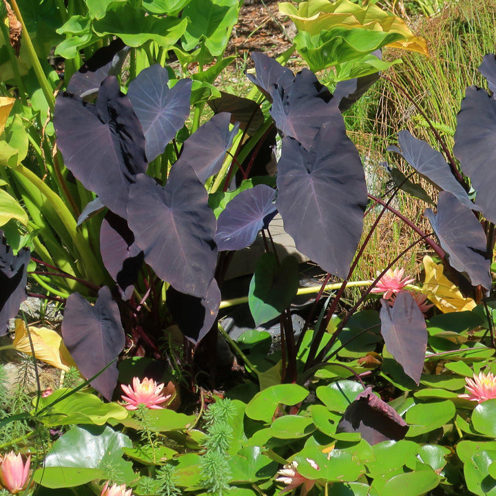 Colocasia esculenta 'Black Magic ~ Black Magic Elephant Ear, Taro-ServeScape