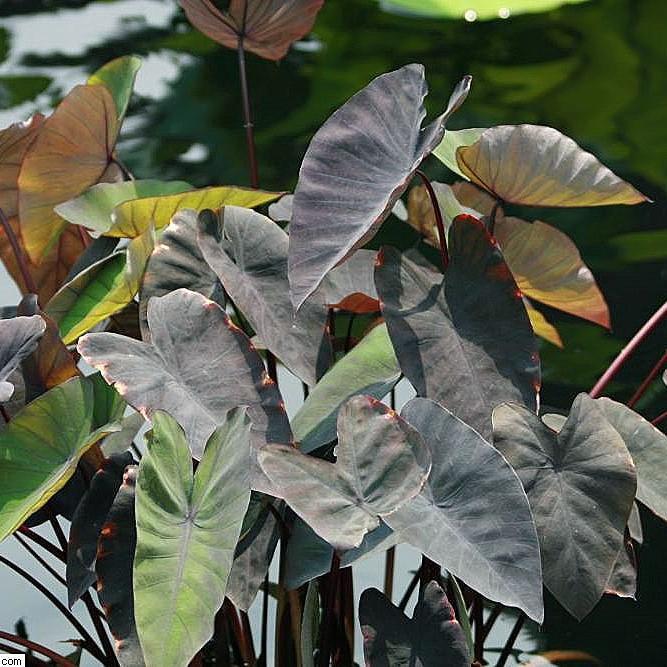 Colocasia esculenta 'Black Magic ~ Black Magic Elephant Ear, Taro-ServeScape