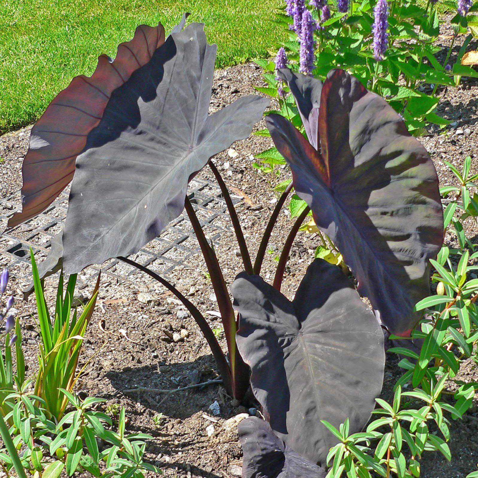 elephant ear plant monrovia Black Magic Elephant Ear, Taro