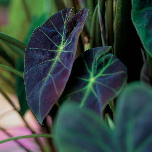 Colocasia esculenta 'Illustris' ~ Illustris Elephant Ear, Taro-ServeScape