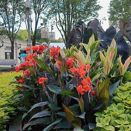 Canna x generalis 'Black Knight' ~ Black Knight Canna Lily-ServeScape