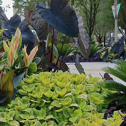 Solenostemon scutellarioides ‘Happy Line’ ~ Happy Line Coleus-ServeScape