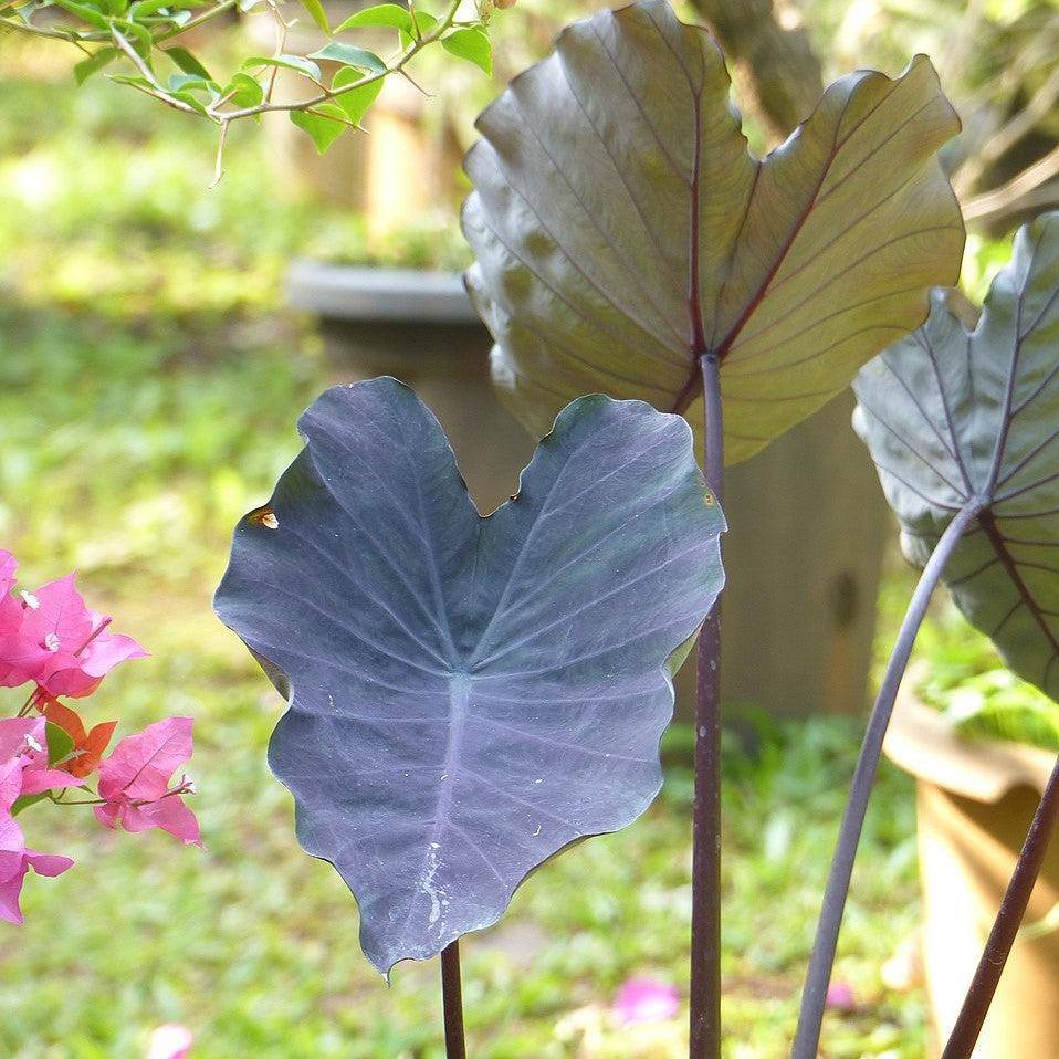 Colocasia esculenta 'Diamond Head' ~ Diamond Head Elephant Ear-ServeScape