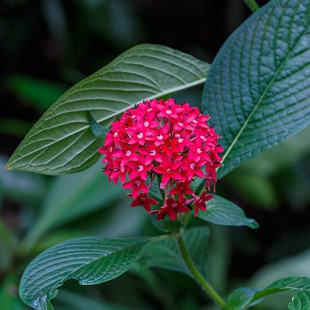 Pentas 'Ruby Glow' ~ Ruby Glow Star Cluster-ServeScape