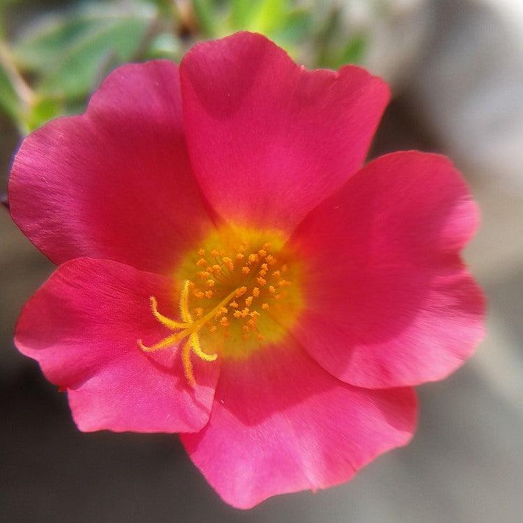 Portulaca oleracea 'KLEPO14001' ~ RioGrande™ Magenta Purslane-ServeScape
