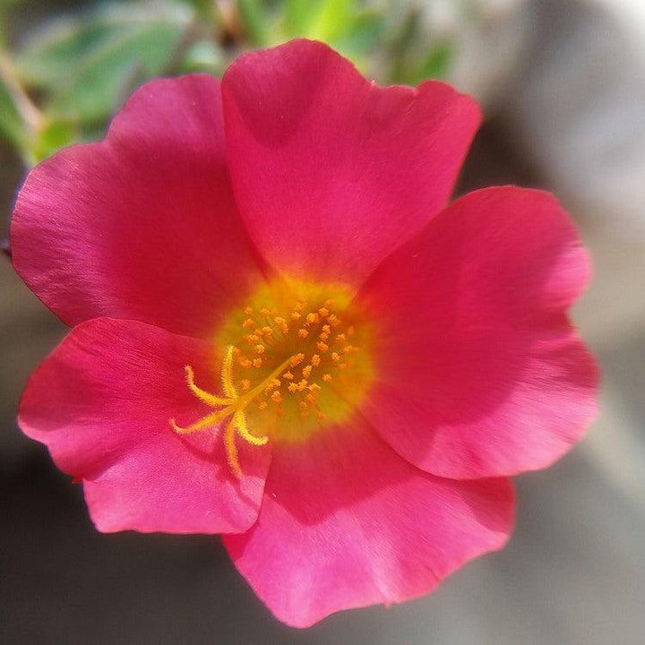 Portulaca oleracea 'KLEPO14001' ~ RioGrande™ Magenta Purslane-ServeScape