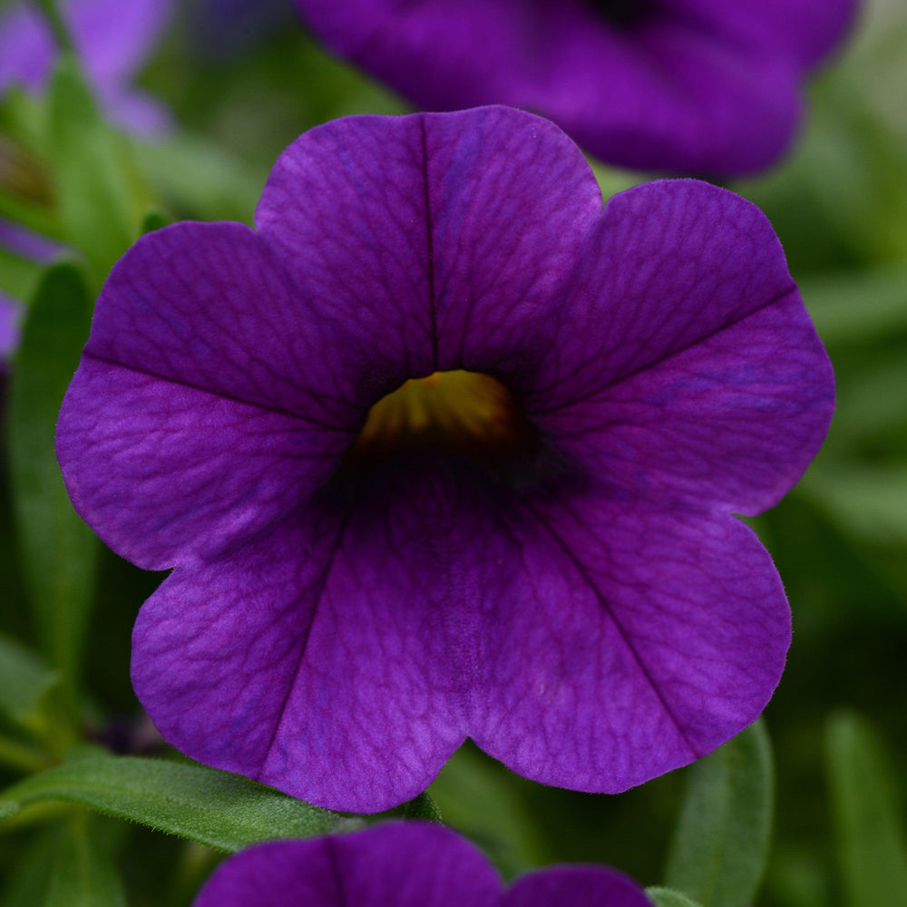 Calibrachoa 'Balcongarlu' ~ Conga™ Dark Blue Calibrachoa-ServeScape