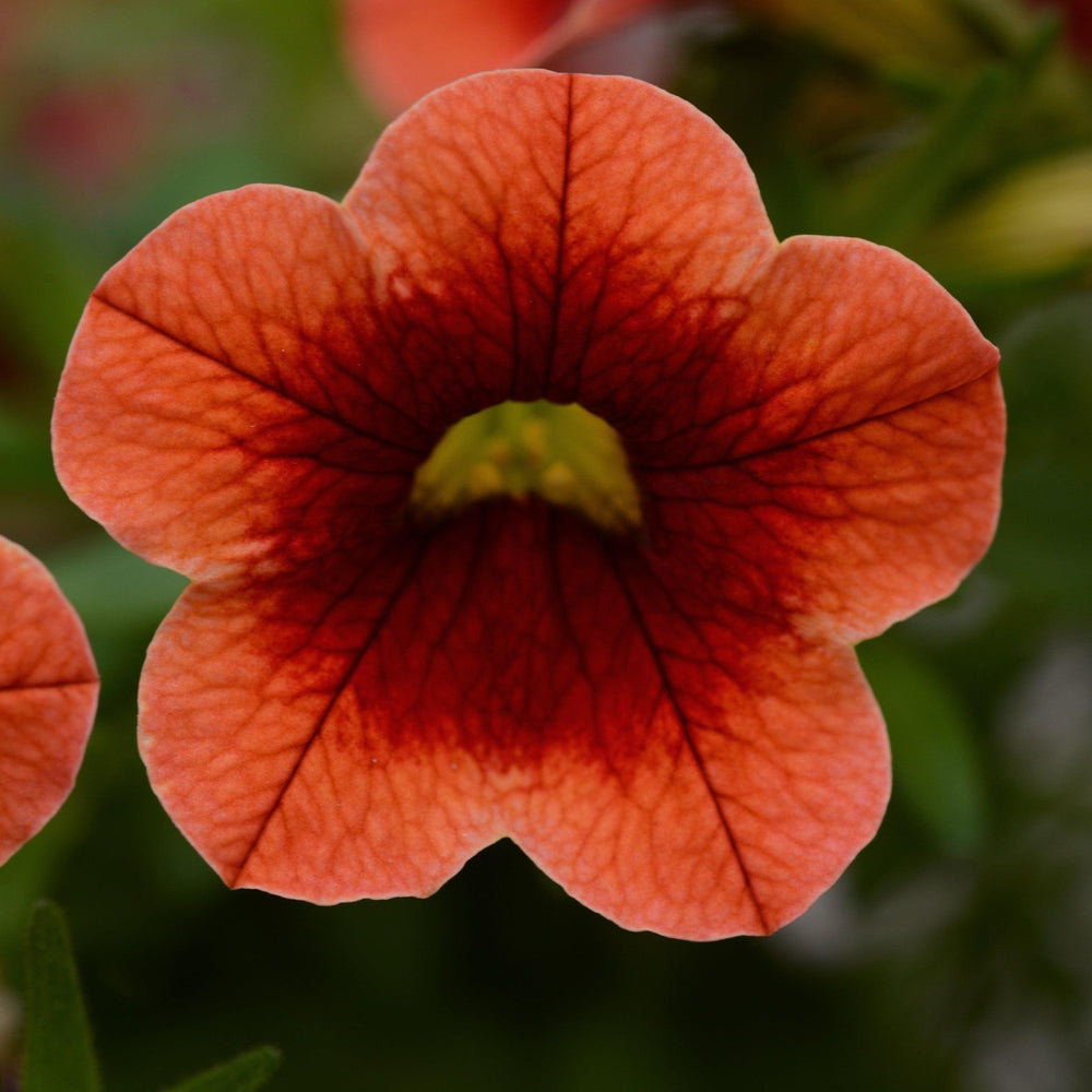 Calibrachoa 'Balcongraniss' ~ Conga™ Orange Kiss Calibrachoa-ServeScape