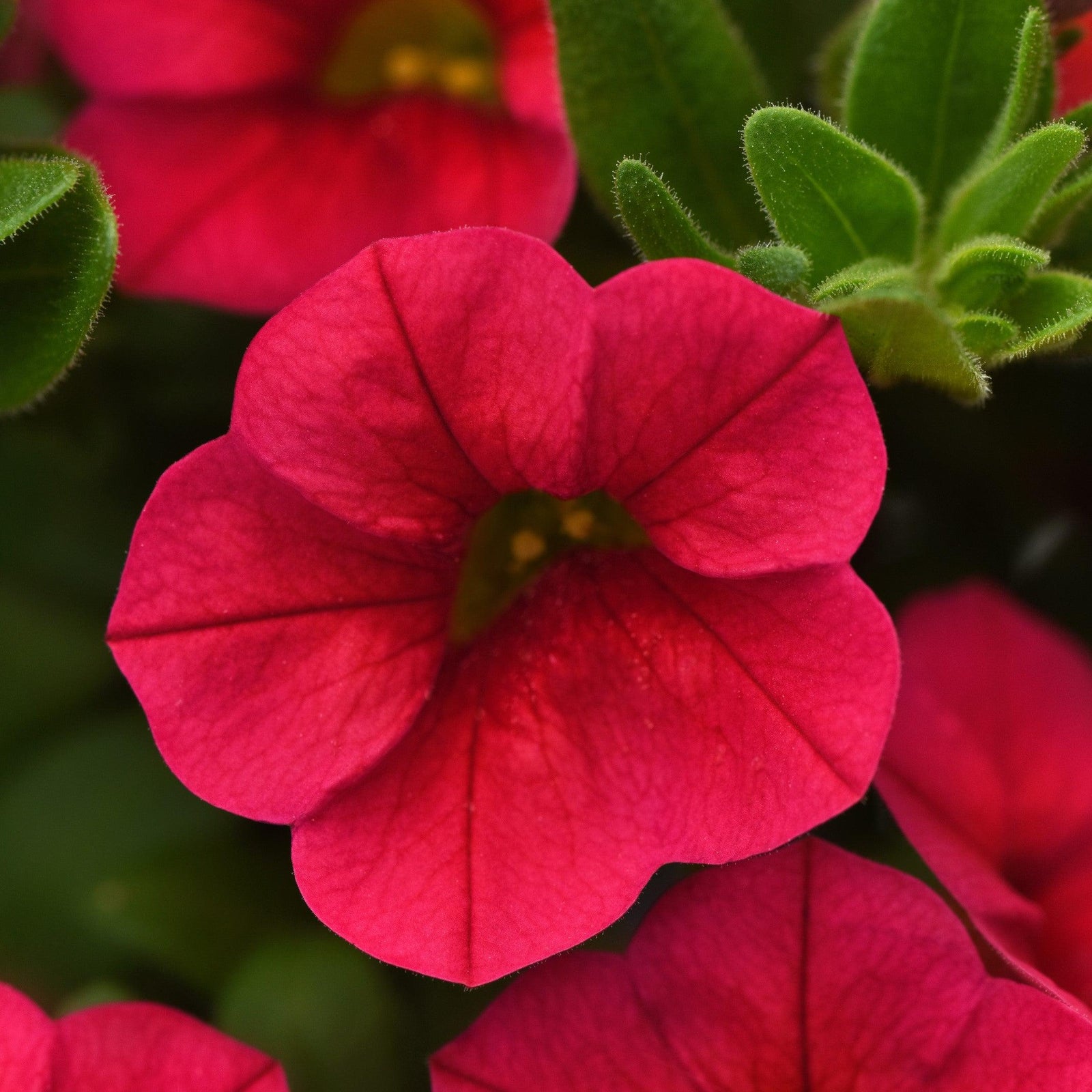 Calibrachoa 'Balcongedi' ~ Conga™ Red Calibrachoa-ServeScape