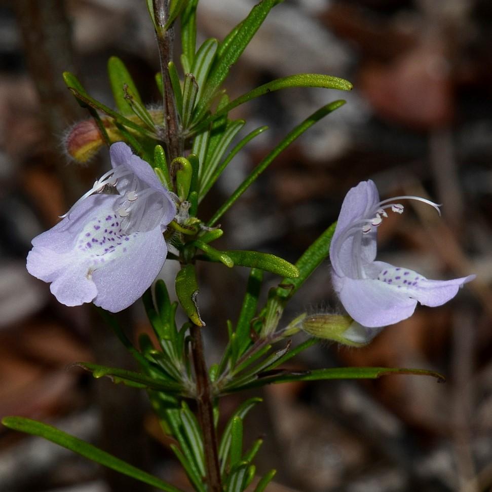Conradina canescens ~ False Rosemary, Conradina-ServeScape