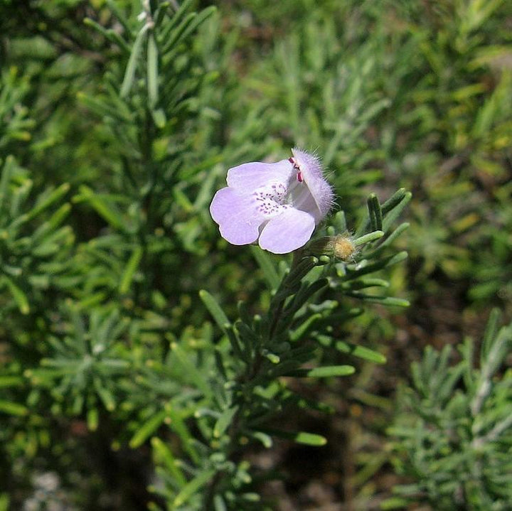 Conradina canescens ~ False Rosemary, Conradina-ServeScape
