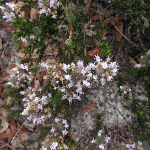 Conradina canescens ~ False Rosemary, Conradina-ServeScape
