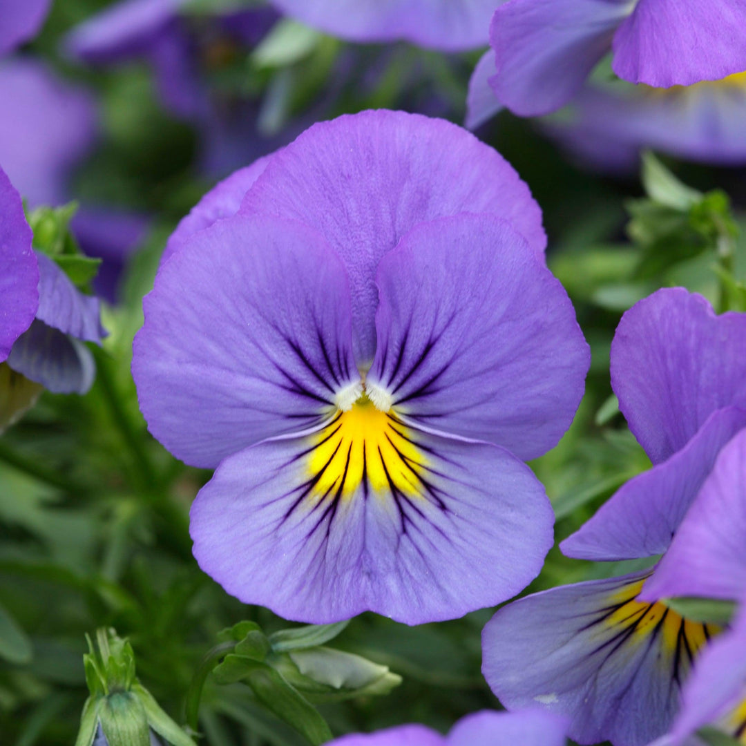 Viola x wittrockiana 'PAS1077345' ~ Cool Wave® Blue Skies Pansy-ServeScape