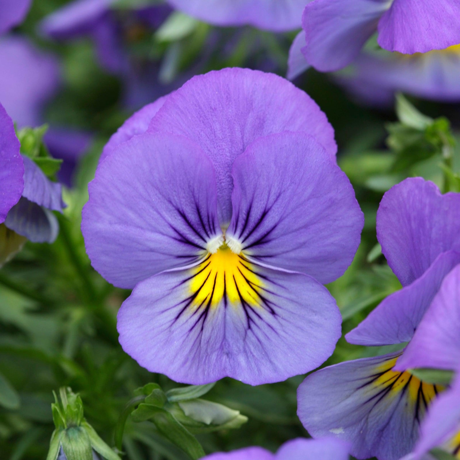 Viola x wittrockiana 'PAS1077345' ~ Cool Wave® Blue Skies Pansy-ServeScape