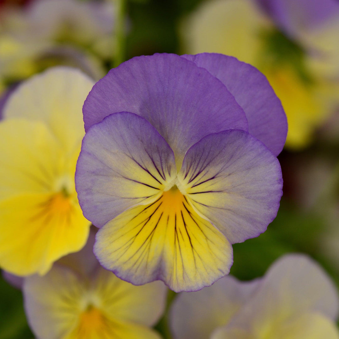 Viola x wittrockiana 'PAS1141416' ~ Cool Wave® Blueberry Swirl Pansy-ServeScape