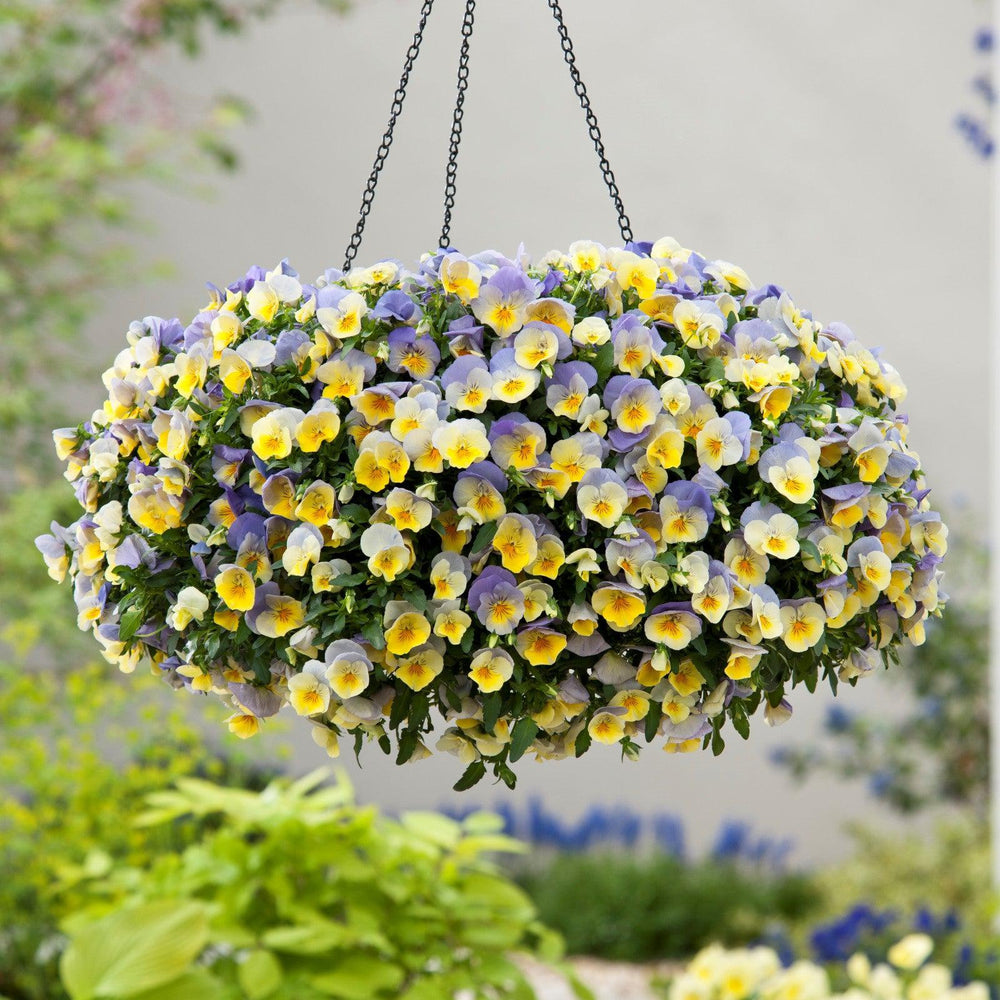 Viola x wittrockiana 'PAS1141416' ~ Cool Wave® Blueberry Swirl Pansy-ServeScape