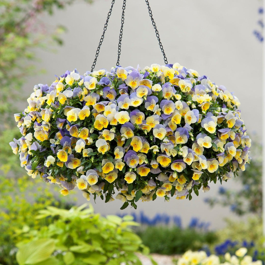 Viola x wittrockiana 'PAS1141416' ~ Cool Wave® Blueberry Swirl Pansy-ServeScape