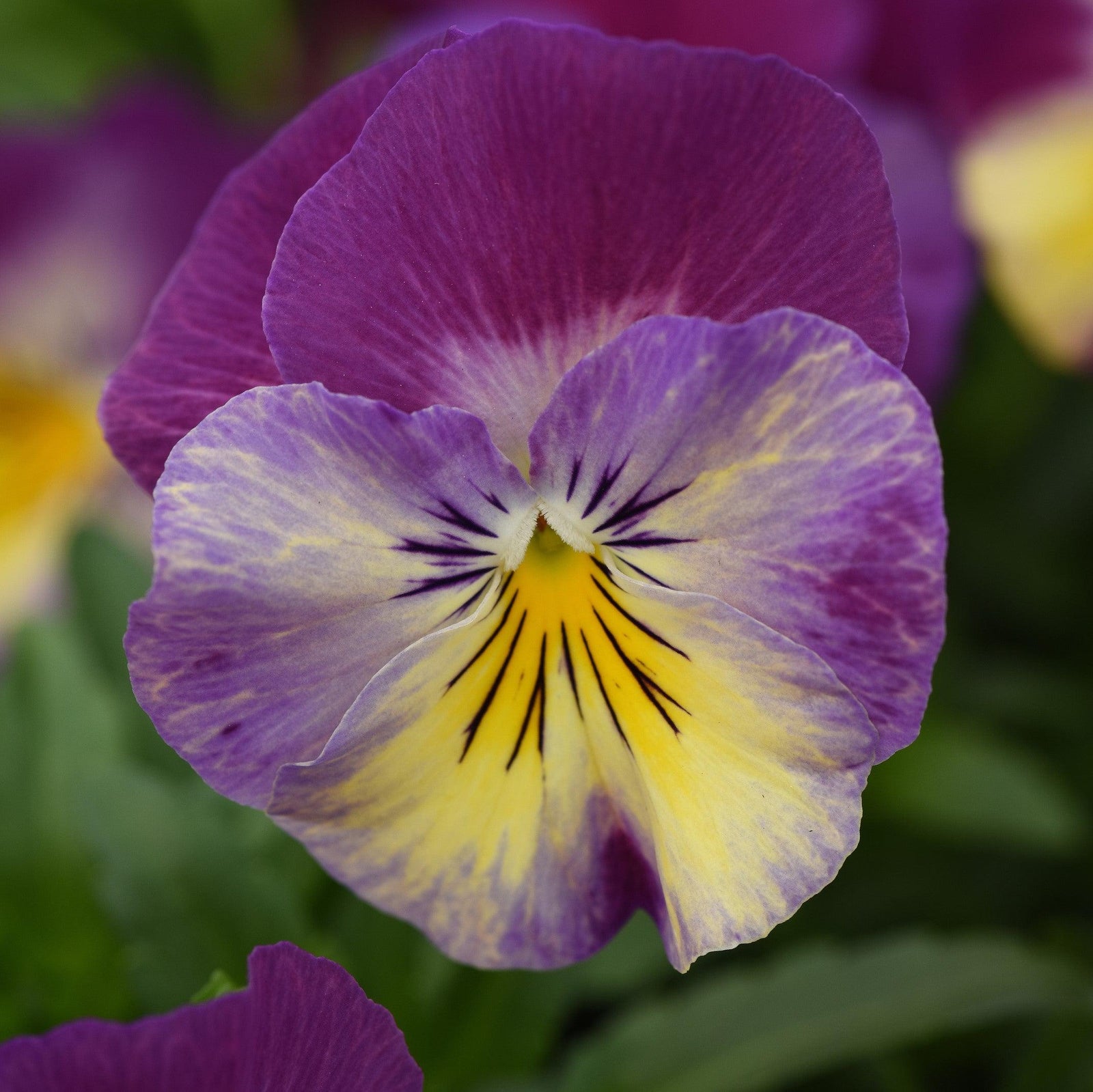 Viola x wittrockiana 'PAS1314679' ~ Cool Wave® Raspberry Swirl Pansy-ServeScape