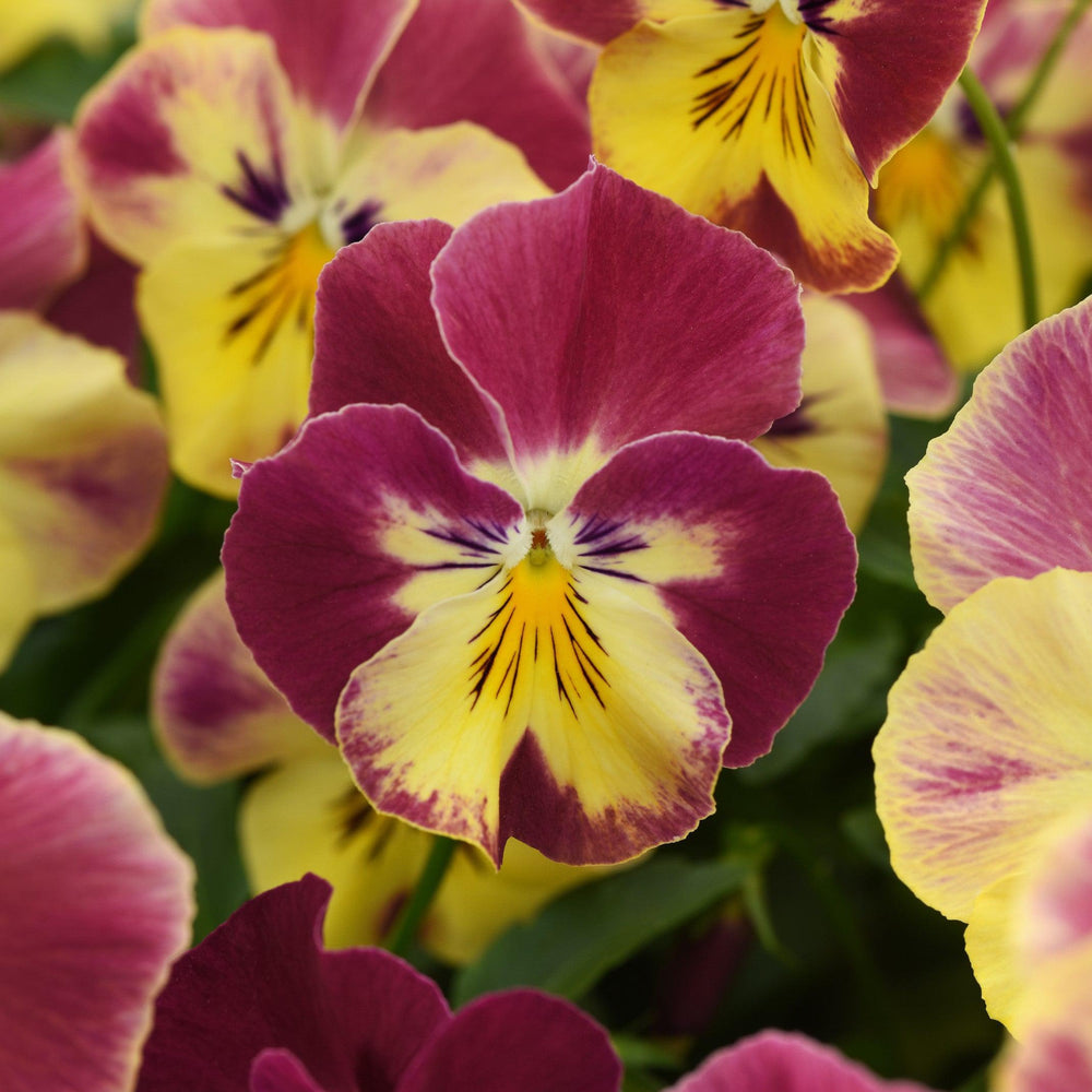 Viola x wittrockiana 'PAS1314677' ~ Cool Wave® Strawberry Swirl Pansy-ServeScape