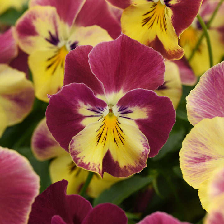 Viola x wittrockiana 'PAS1314677' ~ Cool Wave® Strawberry Swirl Pansy-ServeScape