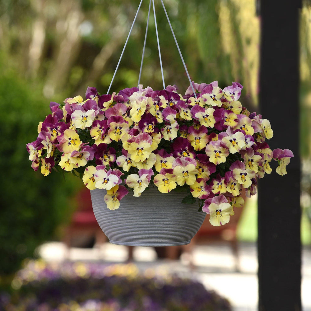 Viola x wittrockiana 'PAS1314679' ~ Cool Wave® Raspberry Swirl Pansy-ServeScape