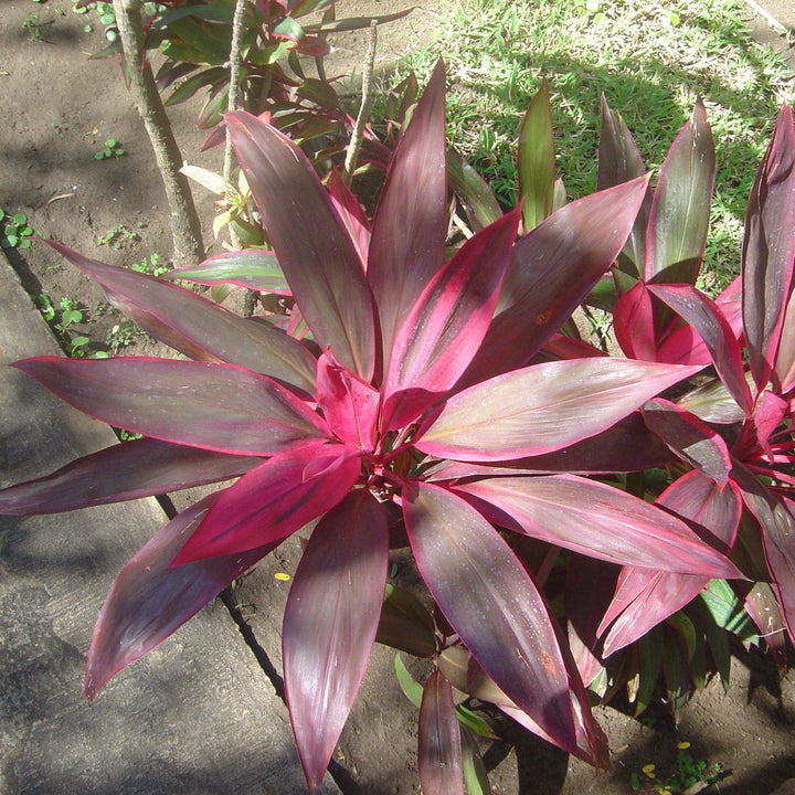 Cordyline fruticosa 'Red Sister' ~ Red Sister Ti Plant-ServeScape