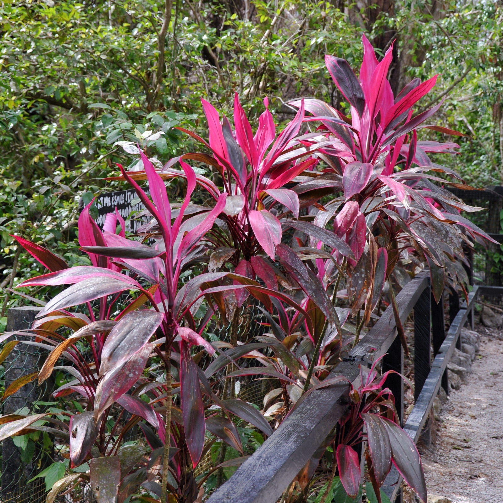 Cordyline fruticosa 'Red Sister' ~ Red Sister Ti Plant-ServeScape