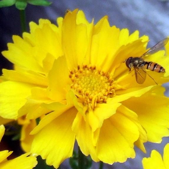 Coreopsis auriculata 'Charlize' ~ Leading Lady™ Charlize Coreopsis, Tickseed-ServeScape